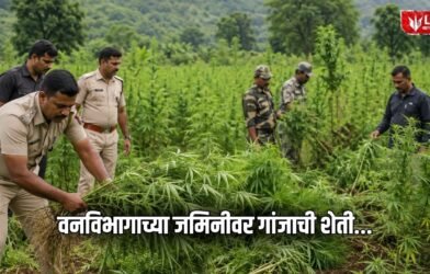 Shirpur Ganja Farming