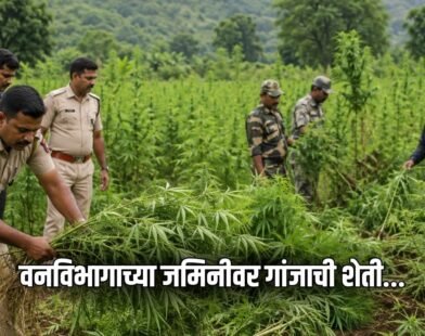 Shirpur Ganja Farming