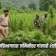 Shirpur Ganja Farming