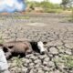 Khandesh Rain