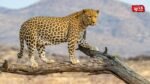 Amalner Leopard Attack