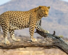 Amalner Leopard Attack