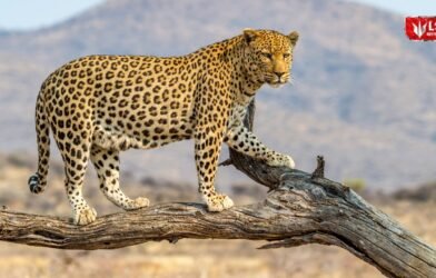Amalner Leopard Attack