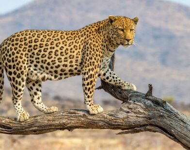 Amalner Leopard Attack