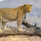 Amalner Leopard Attack