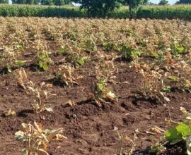 Jalgaon Farmer Crop Damage