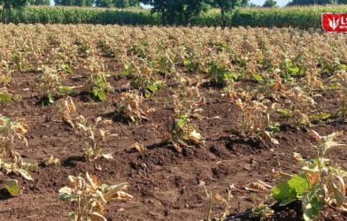 Jalgaon Farmer Crop Damage