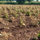 Jalgaon Farmer Crop Damage