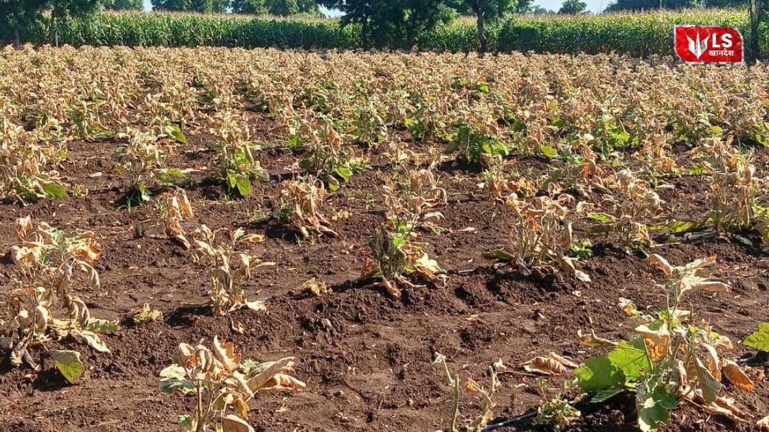 Jalgaon Farmer Crop Damage