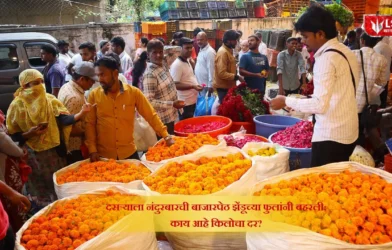 Marigold Flower Price