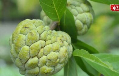 Satpuda Custard Apple