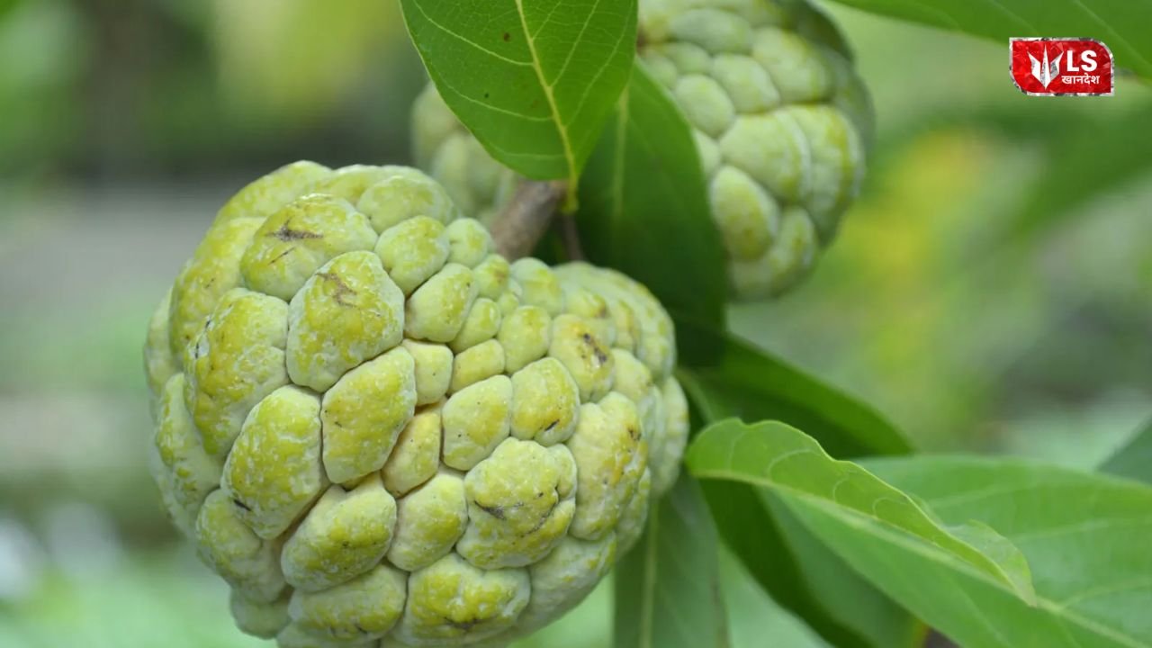 Satpuda Custard Apple