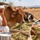 Animal Fodder
