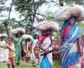tribal forest rights