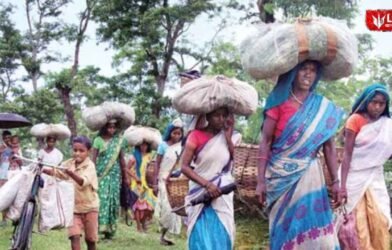 tribal forest rights