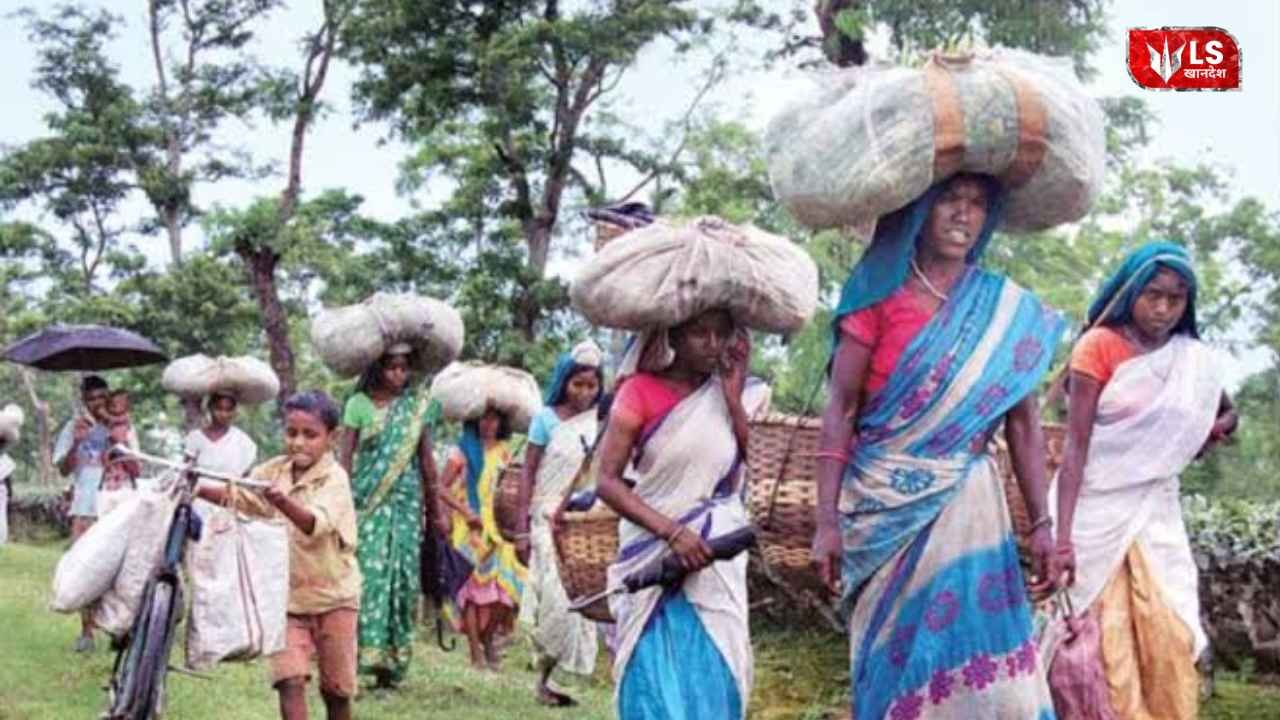 tribal forest rights